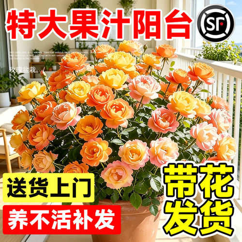 果汁阳台月季花苗灌木大盆