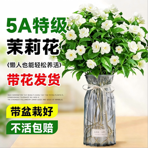 茉莉花水培植物盆栽带苞办