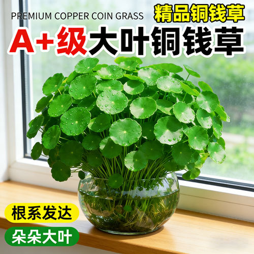 铜钱草水培植物盆栽办公室
