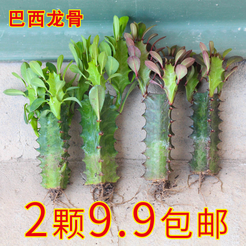 龙骨植物盆栽办公室外客厅图片