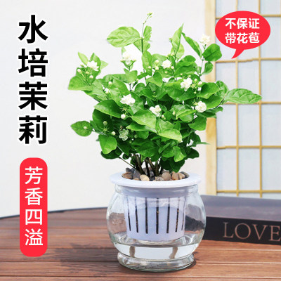 茉莉花盆栽水培开植物四季