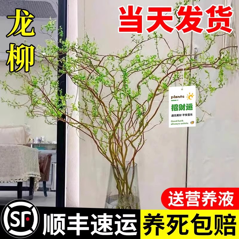 龙柳鲜枝水培植物干枝带花苞柳条枝客厅绿植花卉室内盆栽四季好养
