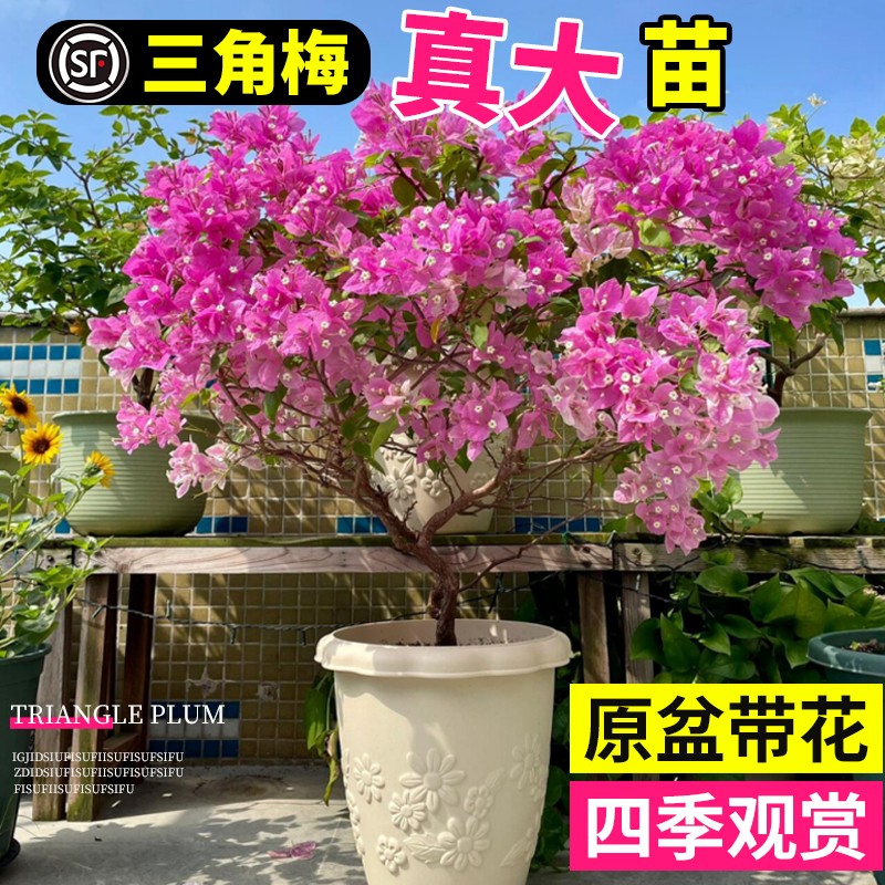 三角梅花树苗盆栽老桩带苞图片