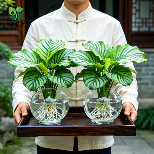 水培植物室内好养青苹果竹