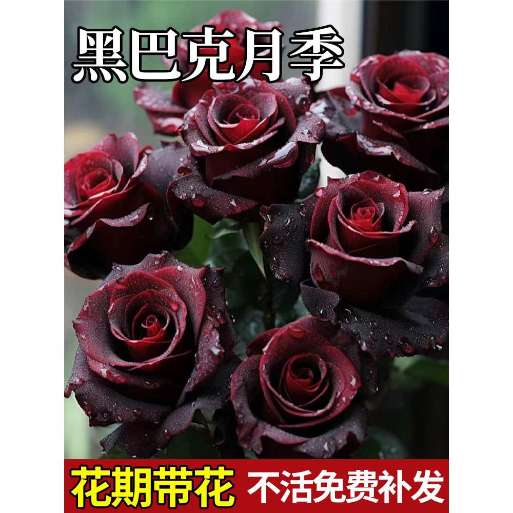 黑巴克月季浓香大花玫瑰苗图片