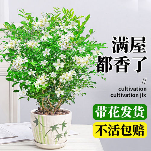 九里香盆栽绿植室内清驱蚊