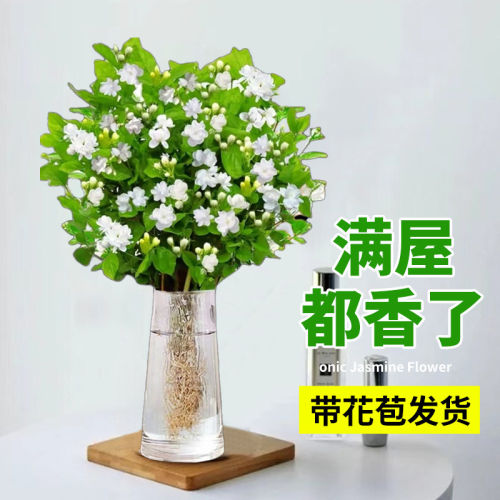 水培茉莉花盆栽带苞多季开