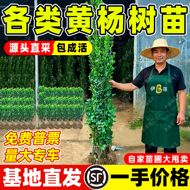 【源头直发】北海道黄杨苗篱笆