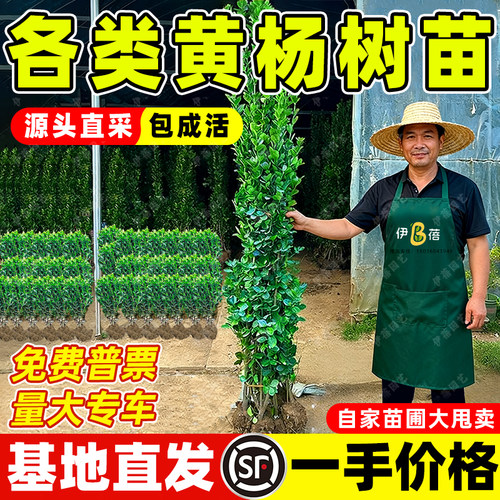 【源头直发】北海道黄杨苗篱笆