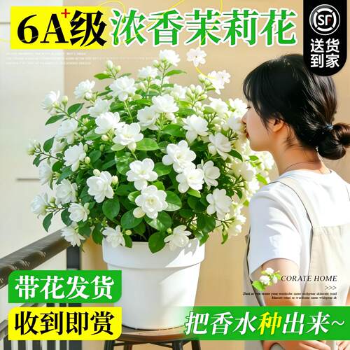特级茉莉花盆栽老桩四季开