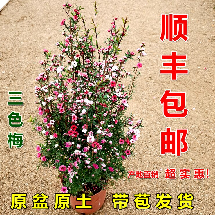 松红梅带花苞三色澳洲雪室图片