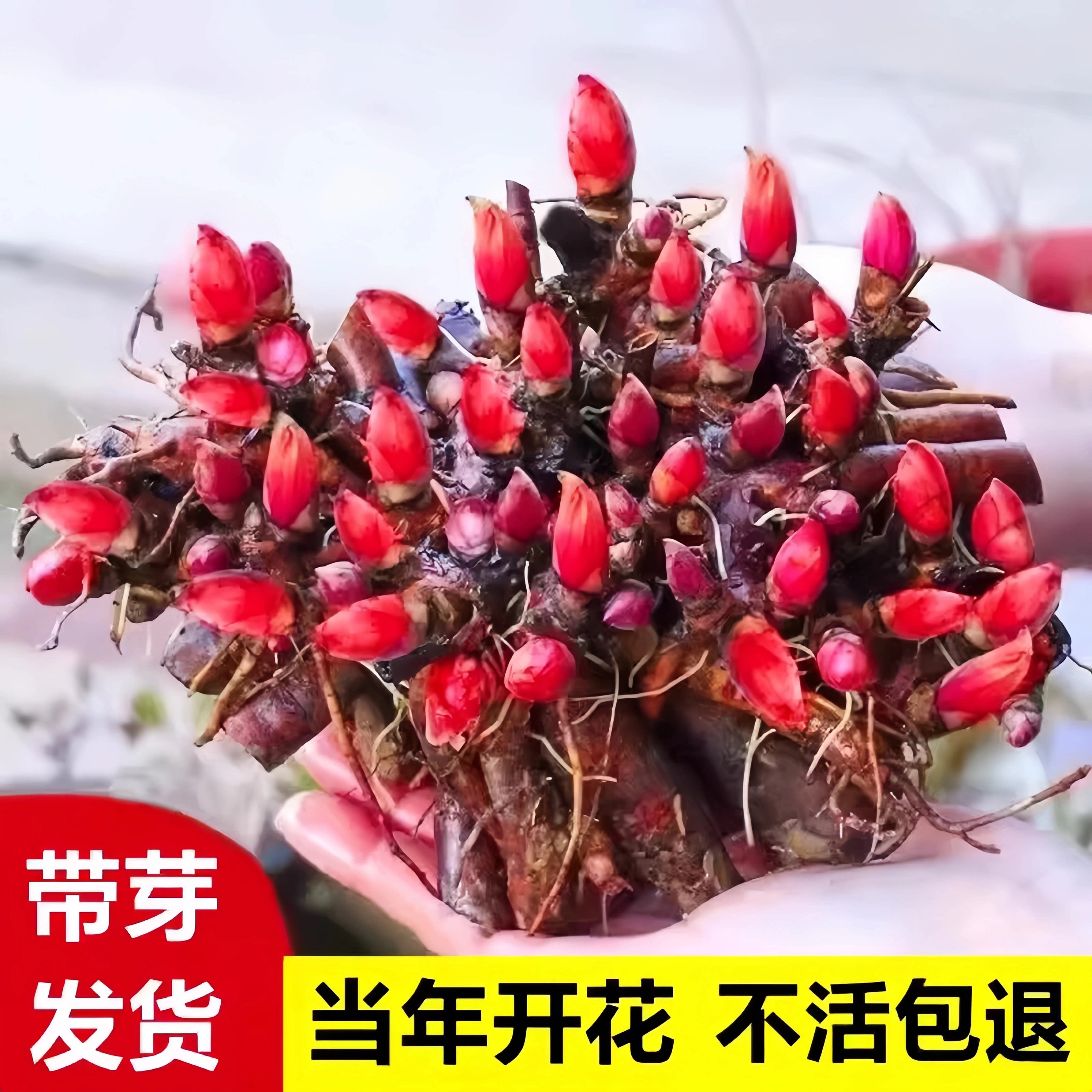 芍药花苗重瓣带芽种根四季图片