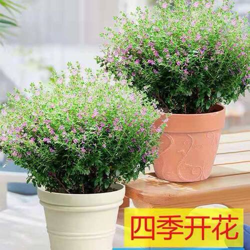 满天星盆栽花卉室内绿植景