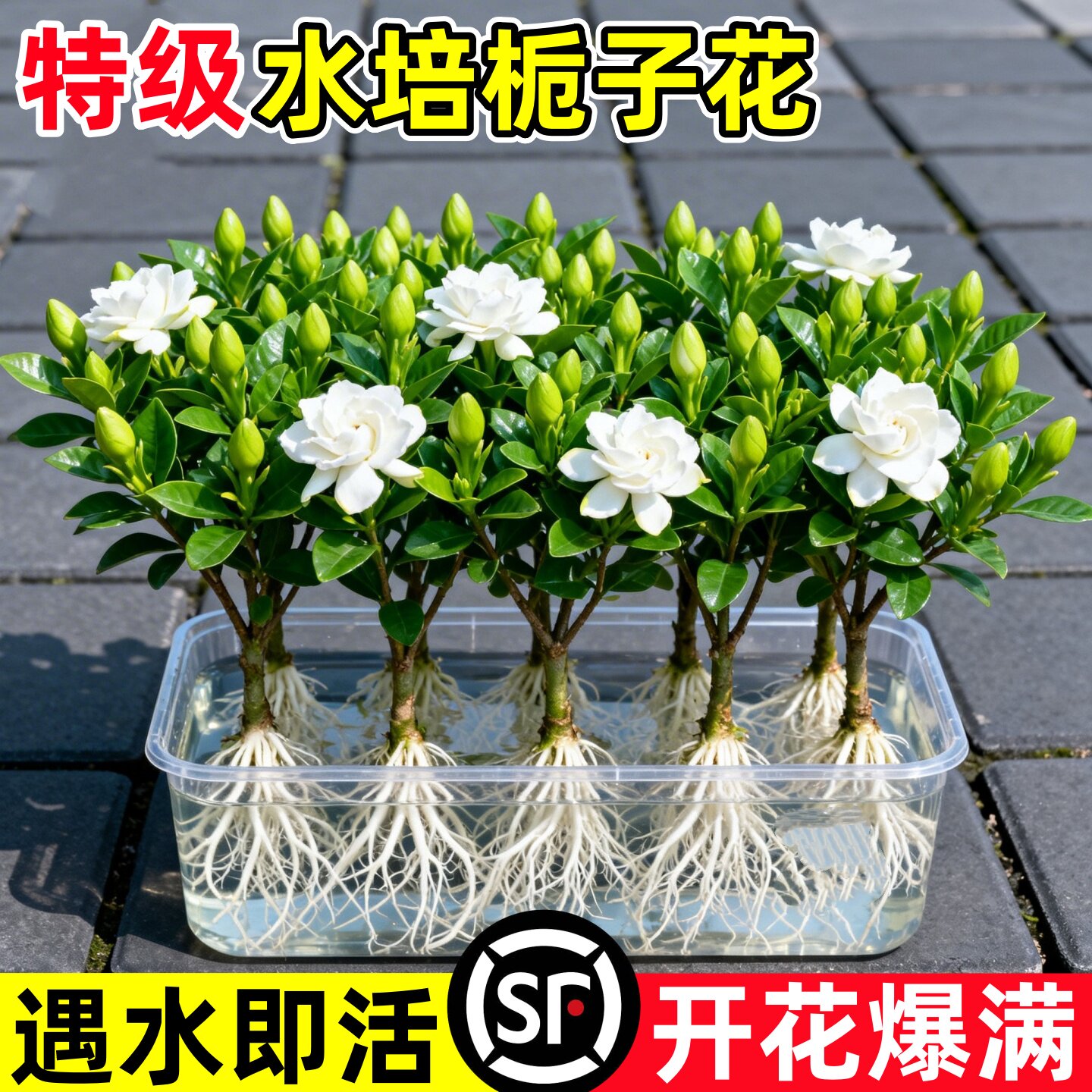 栀子花水培植物盆栽带苞办图片