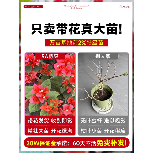 重瓣三角梅四季盆栽中国红