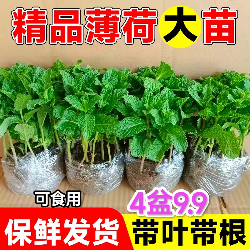 新鲜薄荷苗可食用大苗室内驱蚊绿植迷迭香四季香草植物猫留兰香