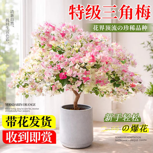 三角梅盆栽四季带花老桩室