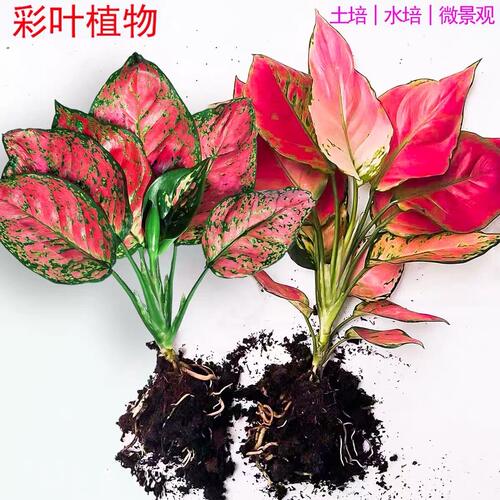 如意吉利红万年水培植物室