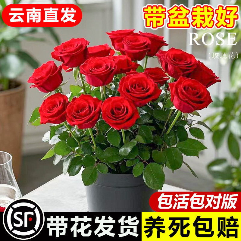 玫瑰花盆栽带苞卉绿植果汁图片