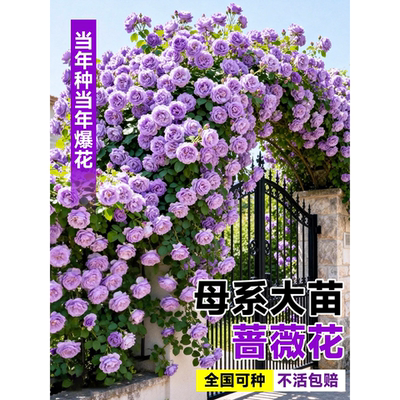 蓝色阴雨爬藤母本月季蔷薇