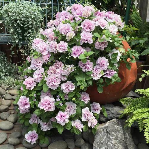 H伊丽莎白矮牛冰淡紫重瓣