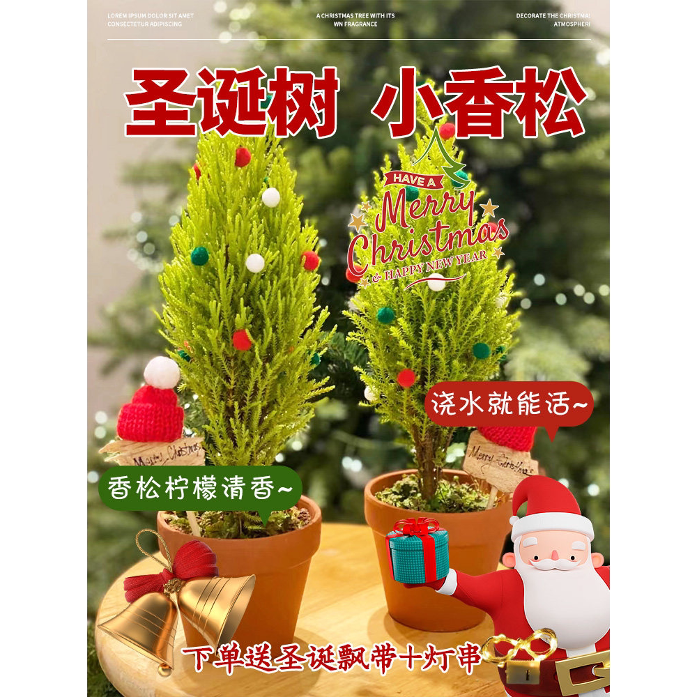 圣诞树香冠柏小松盆栽植物图片