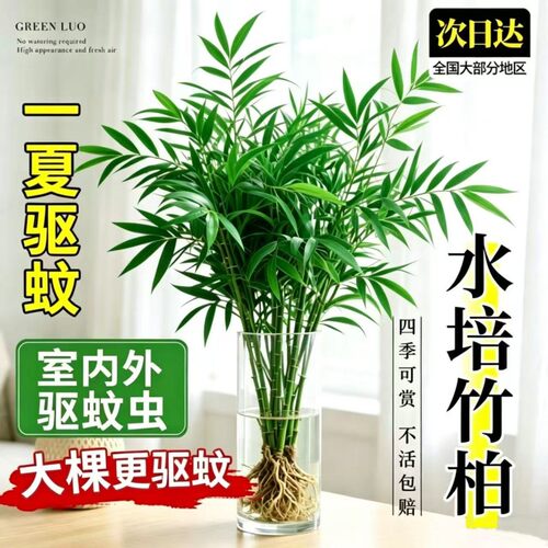 水培竹柏驱蚊植物绿室内盆
