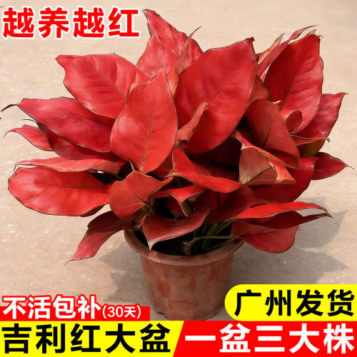 吉利红盆栽绿植室内如意皇