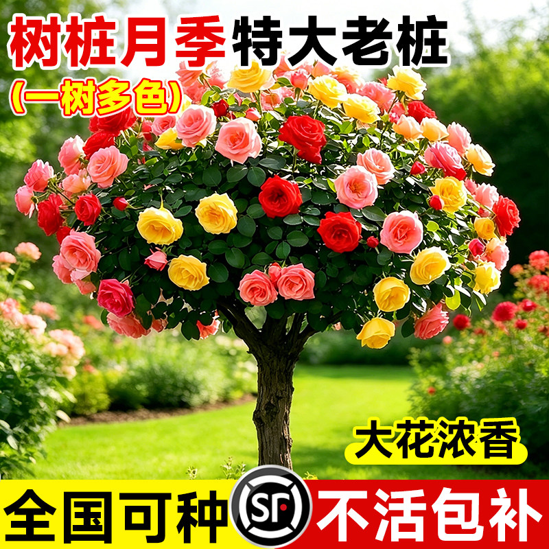 树桩月季老大花卉嫁接苗多图片