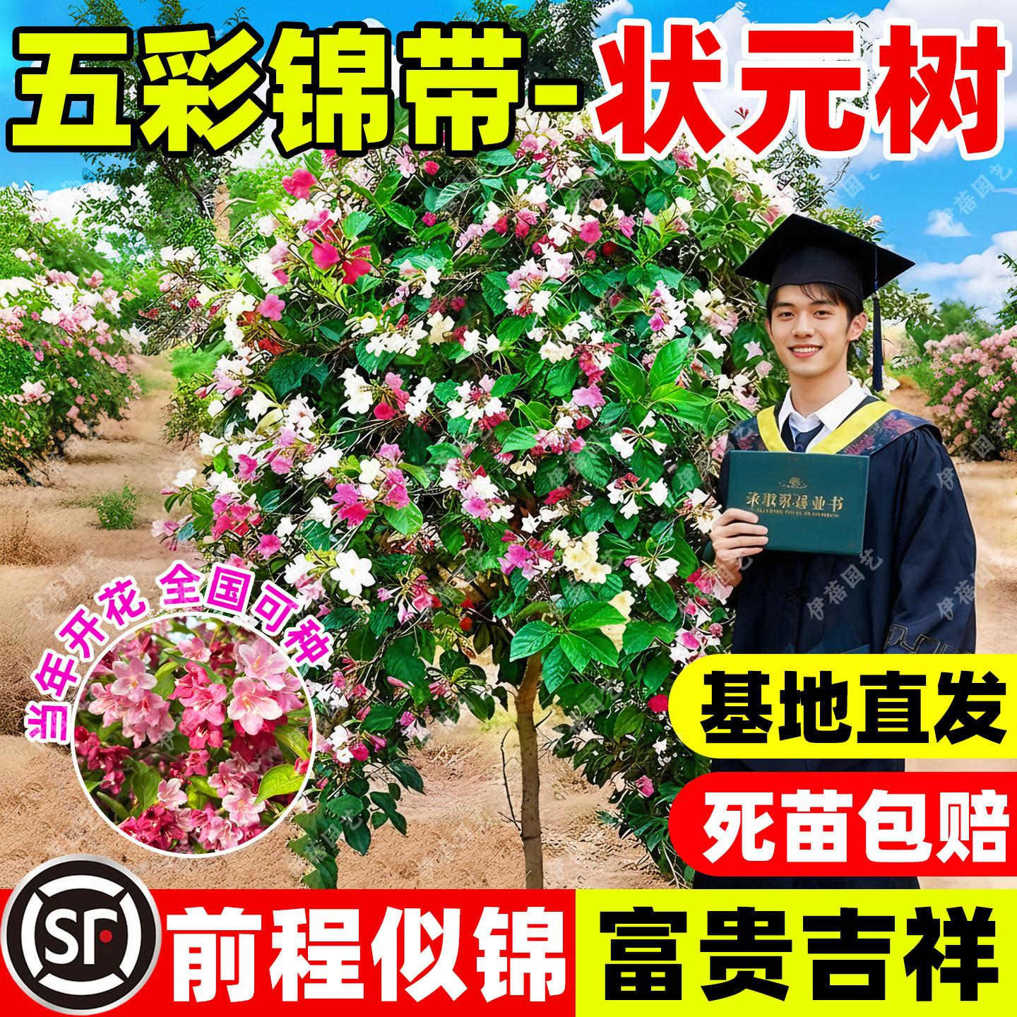 五彩锦带树苗状元树耐寒盆栽庭院绿化南北种植绿植四季高杆棒棒糖,鲜花速递/花卉仿真/绿植园艺,观叶 /花灌木,淘宝优惠券,粉丝福利购,淘宝优惠卷