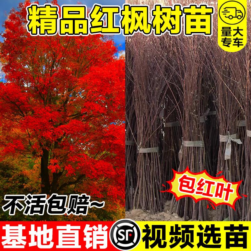 红枫树苗四季中国红庭院红