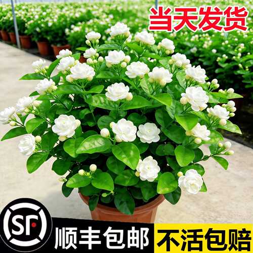 带花茉莉盆栽老桩鲜四季树