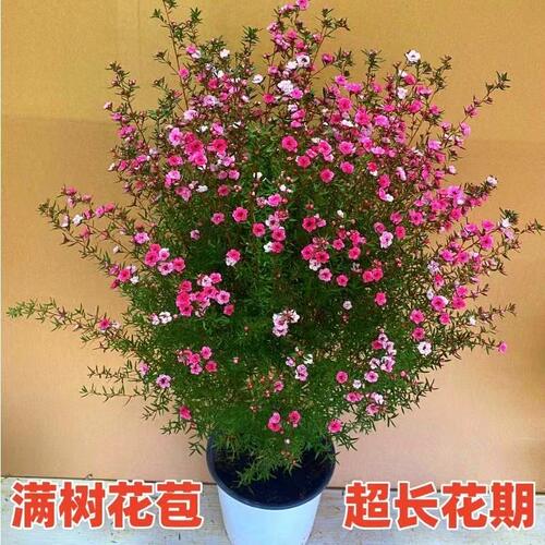 松红梅盆栽带花苞澳洲雪室