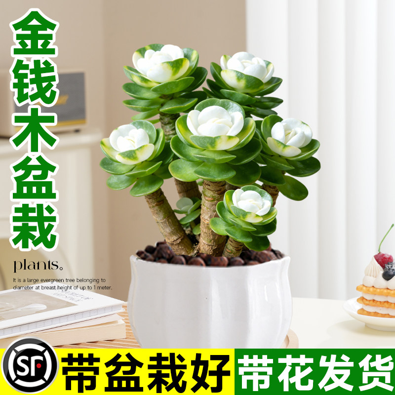金钱木老桩盆栽多肉植物办图片
