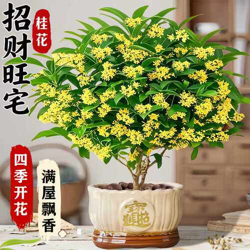 特级大盆桂花栽老桩室内外