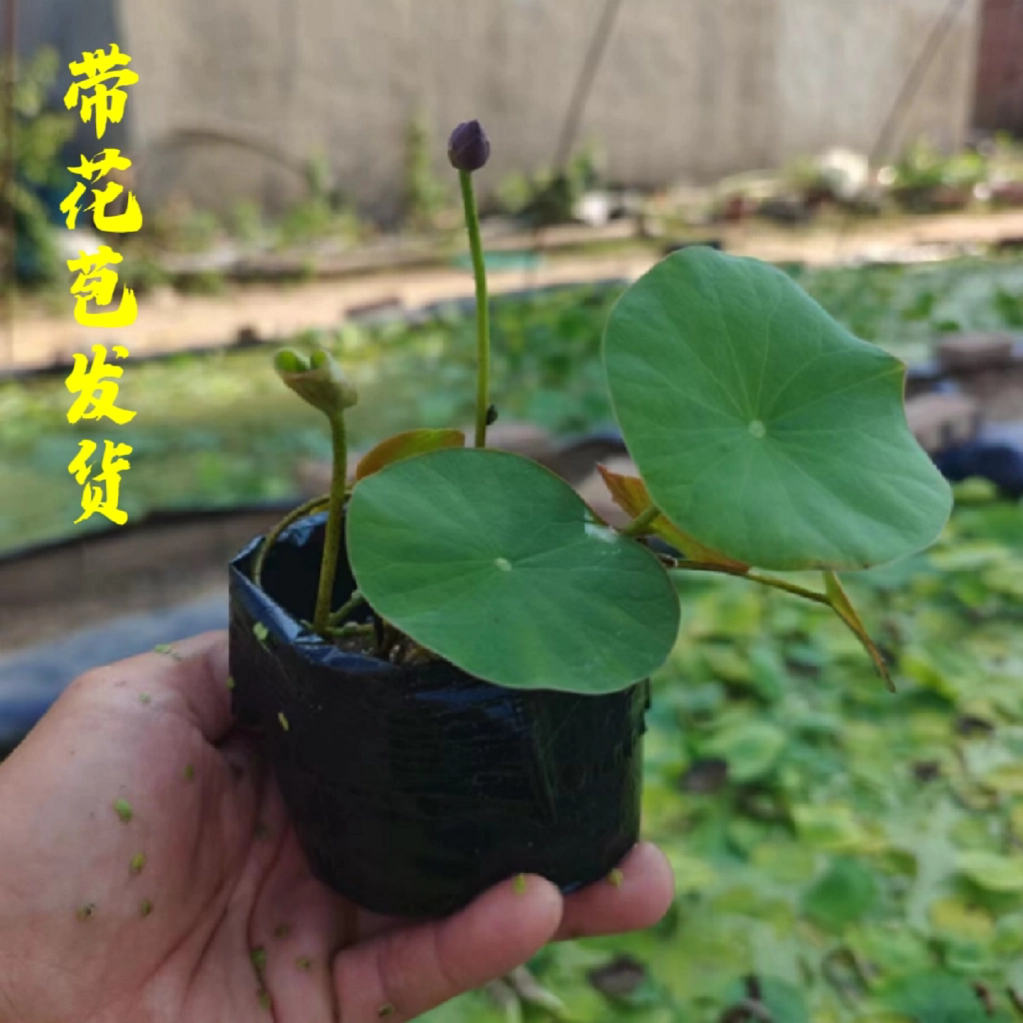 碗莲种藕小型荷花成品苗带花苞迷你碗莲盆栽阳台庭院水培植物
