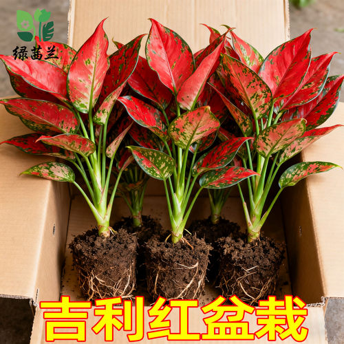 如意吉利红万年绿植室内盆