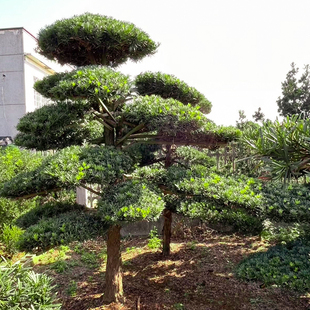 一罗一选树大型贵生对汉松精品造型树别墅庭院地景盆景名原树矮桩