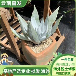 多肉植物景天科仙女杯属大雪山爱杜丽丝白菊罕见小贵露养老桩精品