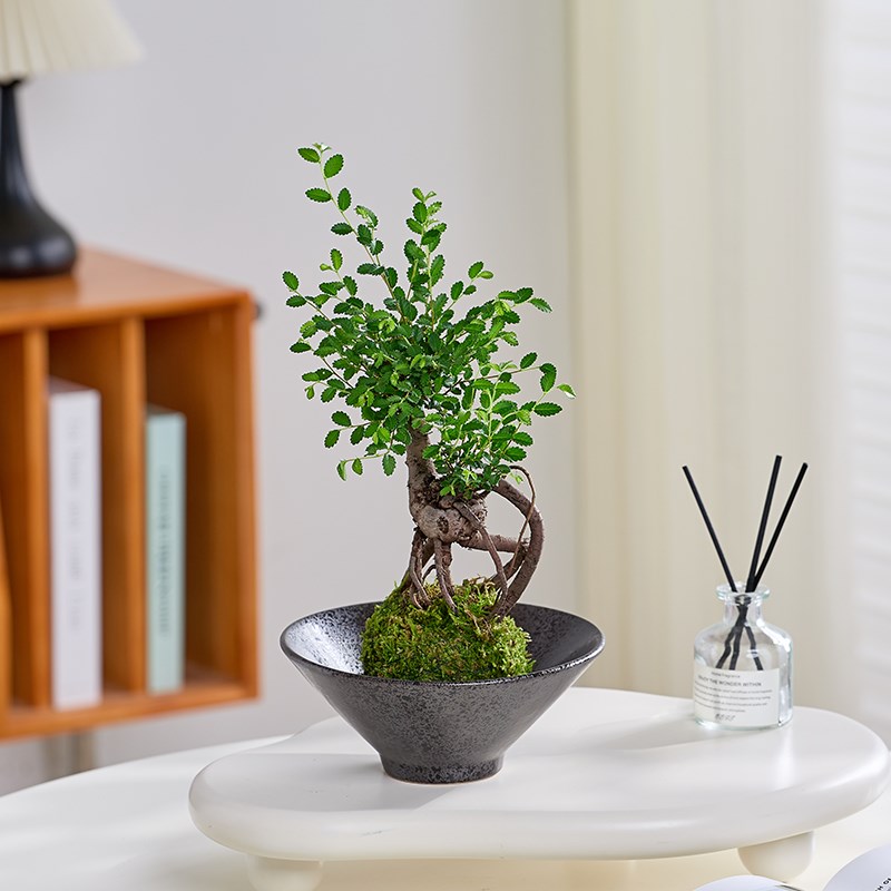 榆树提根苔藓球室内桌面微型盆景茶桌老桩好养P活中式茶几禅意绿