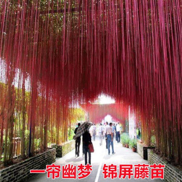 阳台庭院盆栽一帘幽梦 锦屏藤苗 龙须草 富贵帘 蔓地榕 珠帘藤苗