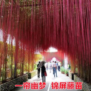 阳台庭院盆栽一帘幽梦 锦屏藤苗 龙须草 富贵帘 蔓地榕 珠帘藤苗