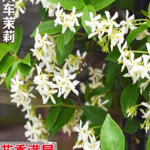 络石藤花苗风车茉莉耐寒耐旱四季常青庭院围栏栽种攀援爬藤花苗