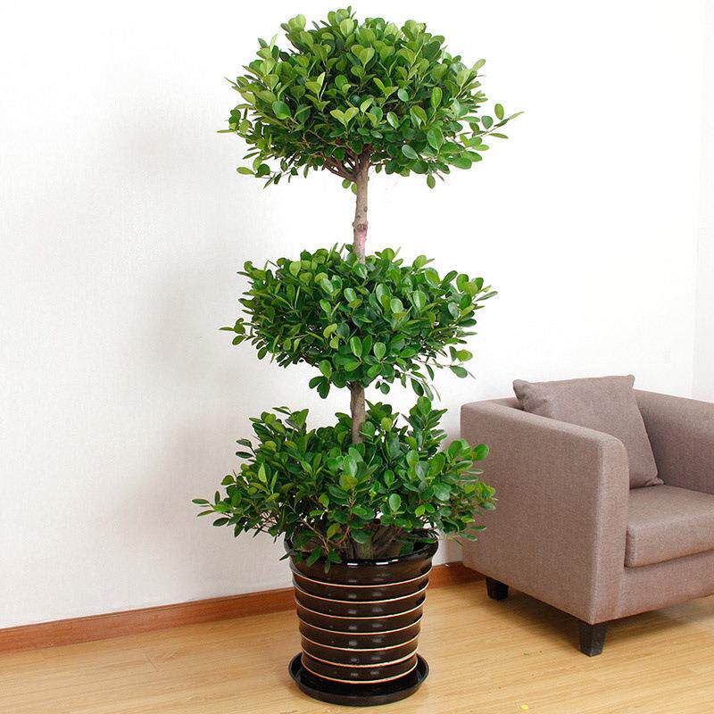 三层金钱榕树盆栽绿植客厅中大型观叶摇钱树盆景开业送礼大植物