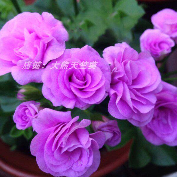 垂吊天竺葵盆栽花卉花苗阳台吊重瓣万岁夏日玫瑰四季带花发货包邮