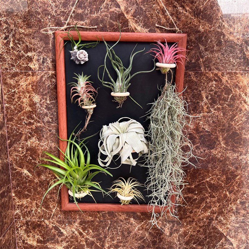 空气凤梨 无土植物(活s植物+实木圈支架磁铁吸黑板展示架收纳架