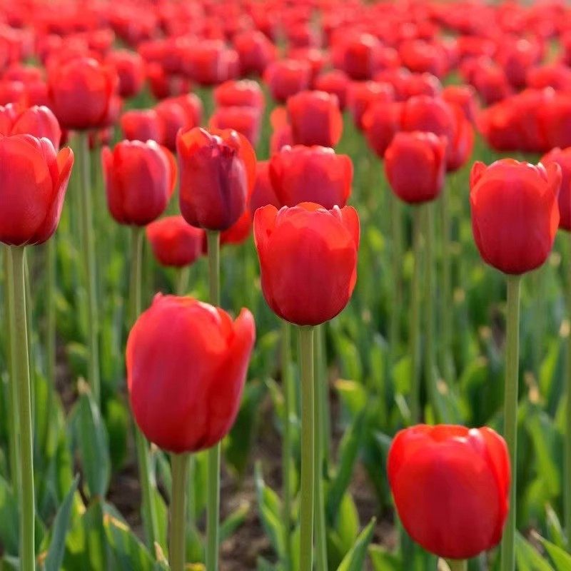 【下单立减50】耐寒易活郁金香种球水培土培阳台种植_Y,鲜花速递/花卉仿真/绿植园艺,干花,淘宝优惠券,粉丝福利购,淘宝优惠卷