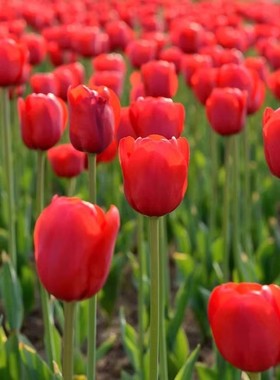 【下单立减50】耐寒易活郁金香种球水培土培阳台种植_Y