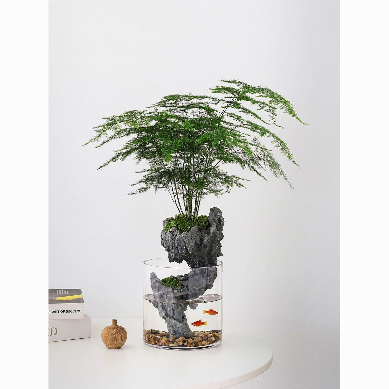 发财树苔藓创意微景观生