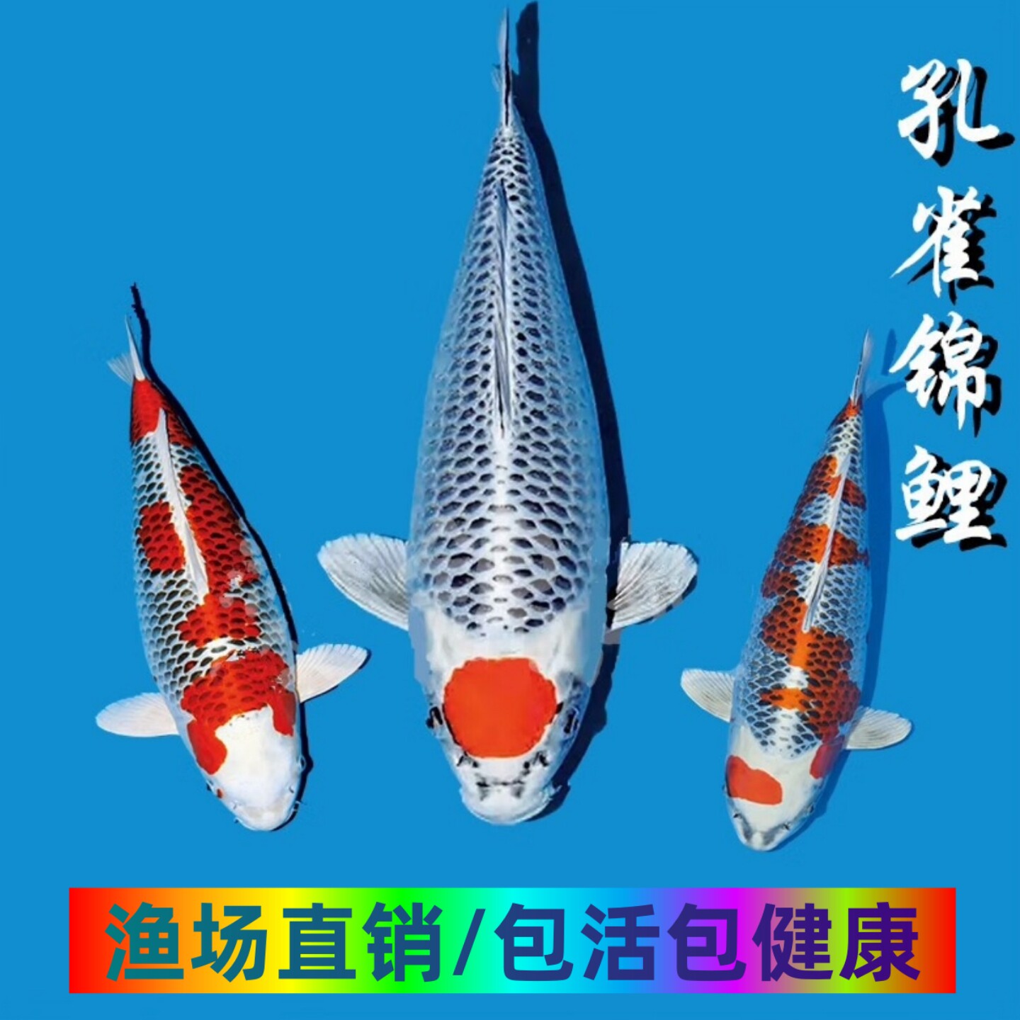 红黄孔雀锦鲤鱼高端日本精品纯种淡水活鱼观赏鱼金子鱼冷水鱼包活